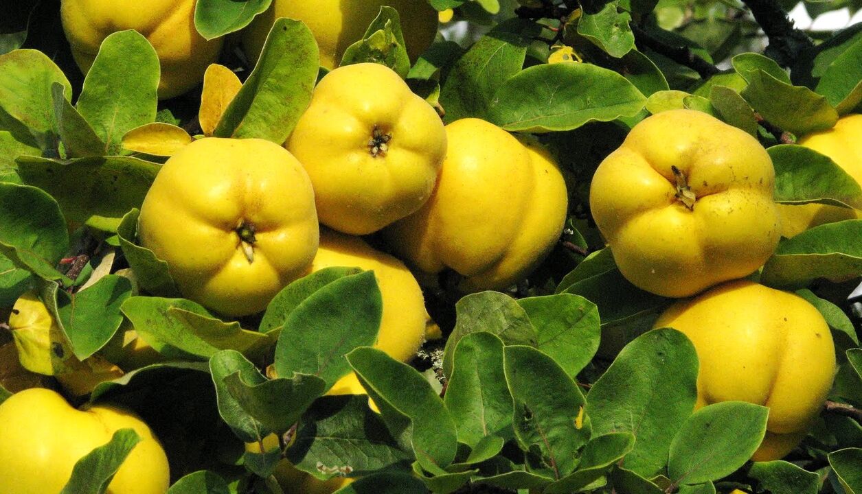Dunja leaves are used in the folk therapy of diabetes